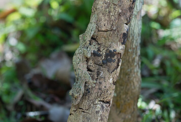 A Leaf-tailed gecko (Uroplatus fimbriatus) perfectly camouflaged on a tree trunk. Its unique...