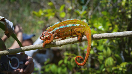 A vibrant panther chameleon with dark red skin and white stripes crawls on a tree branch. Its tail is curled and its eyes are focused on something off camera. Madagascar.