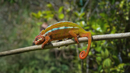 A vibrant panther chameleon with dark red skin and white stripes crawls on a tree branch. Its tail is curled and its eyes are focused on something off camera. Madagascar.