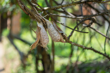 Fototapeta premium Two silk cocoons of the Comet Moth hanging from a branch. Detailed texture and natural setting, Andasibe Reserve, Madagascar.