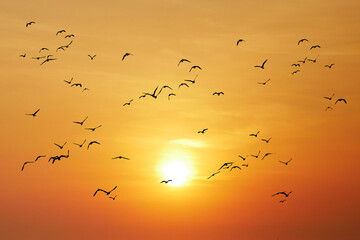 Sunset Birds Flight: A breathtaking view of numerous birds silhouetted against a vibrant sunset. The warm hues of the sky create a serene and awe-inspiring scene.