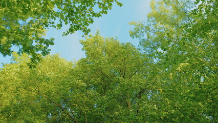 Travel Vacation Nature Concept. Green Forest In Rays Of Rising Sun. Beautiful Canopy. Beautiful...