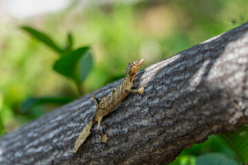 A Leaf-tailed gecko (Uroplatus fimbriatus) perfectly camouflaged on a tree trunk. Its unique leaf-like tail and body shape allow it to blend into its surroundings. Andasibe Reserve, Madagascar. 