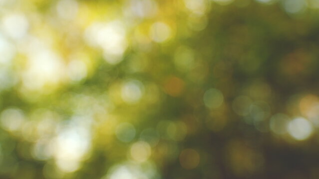 Green Trees Nature Forest Background. Sun Rays Sun Shining Break Through Foliage Rich Green Leaves Tree Waving In Wind. Beautiful Flare Of Light. Gimbal shot.