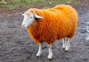 Obraz premium A sheep with orange wool stands in a field