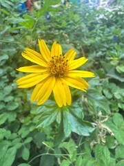 yellow flower in the garden