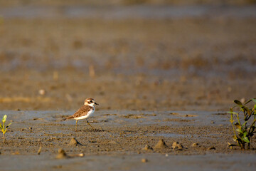 Kentish Plover Bird on a Sea Beach Searching for Food