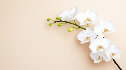 Fototapeta premium White orchid flower arrangement minimalist studio nature photography elegant background