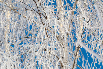 A tree with a lot of snow on it is in front of a blue sky