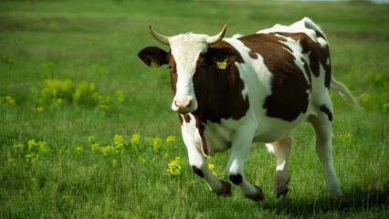 Australian cow running on the field of  grass 