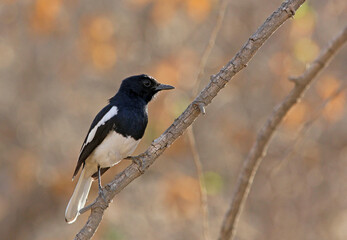 Magpie Robin in the wild