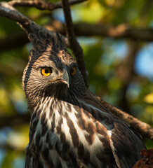 Crested serpent eagle in the wild