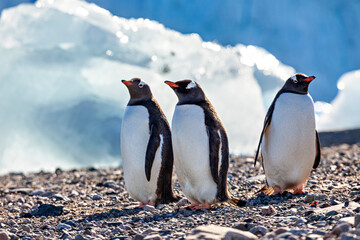 Gentoo Penguins in the Antarctic Area  © hecke71