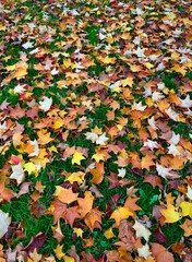 feuilles mortes sur le sol