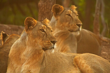 Asiatic lion in the Gir Forest.