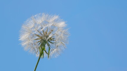 Fototapeta premium Beauty In Nature Dandelion Seeds. White Dandelion Seed Head. Seeds On A Dandelion Seed Head Illuminated By Sunlight. Seed Head In Bloom.