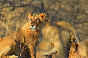 Asiatic lion cub in the wild