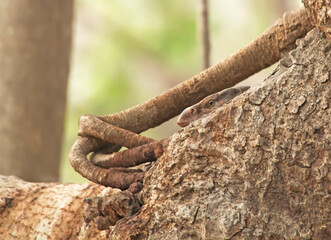 The Moniter lizard in the wild