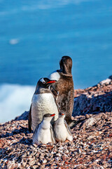 Gentoo Penguins in the Antarctic Area	