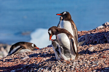 Gentoo Penguins in the Antarctic Area	