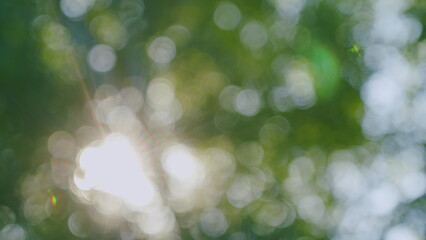 Obraz premium Sun Shines Through Leaves Of Tree. Fresh Green Forest Beautifully Illuminated By Warm Rays Of Summer Sun. Tree Tops With Branches And Green Leaves On A Background Of Blue Sky. Bokeh.