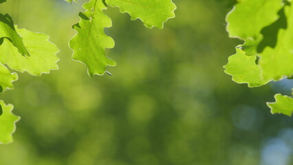 Oak With Green Foliage In Spring Season. Oak Tree With Green Leaves In Forest. Grove Of Oaks With Young Spring Green Foliage Against Background Of Blue Sky. Slow motion.