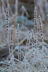 frost flowers in the meadow