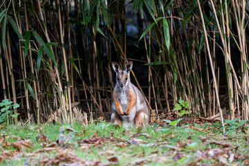 Yellow-footed Rock Wallaby