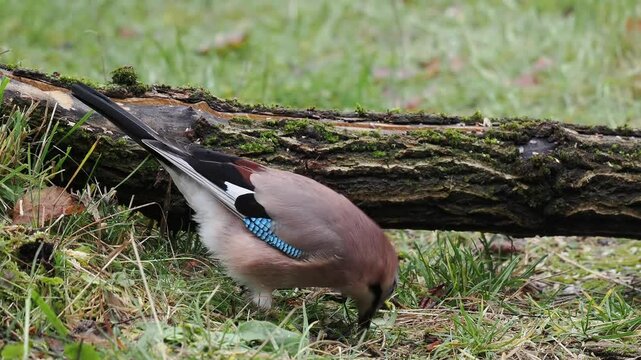 Eichelh&auml;her (Garrulus glandarius)  