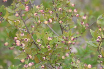 berries of wild Myrtus communis 