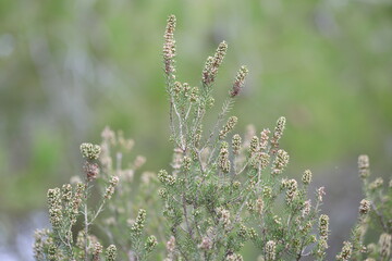 Erica manipuliflora is a plant belonging to the genus Erica