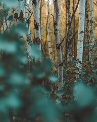 Serene forest with tall birch trees and foliage.