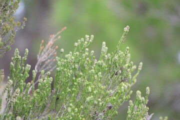 Erica manipuliflora is a plant belonging to the genus Erica