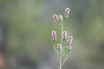 Erica manipuliflora is a plant belonging to the genus Erica