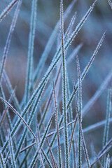 frost on grass