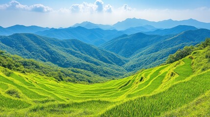 Obraz premium Lush green terraced fields amidst rolling mountains under a blue sky.