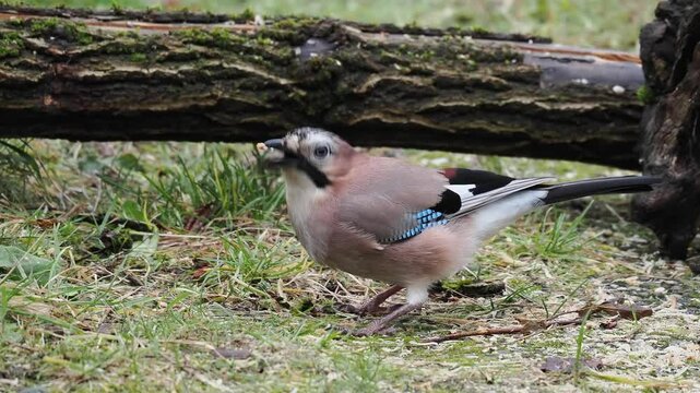 Eichelh&auml;her (Garrulus glandarius)  