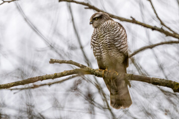 Sperber im Dezember auf einem Ast sucht nach Beute