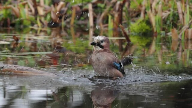 Eichelh&auml;her (Garrulus glandarius)  