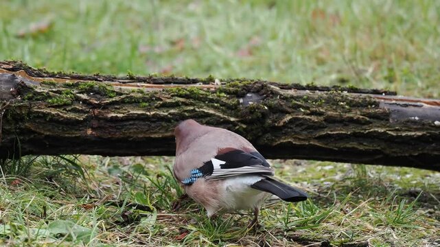 Eichelh&auml;her (Garrulus glandarius)  