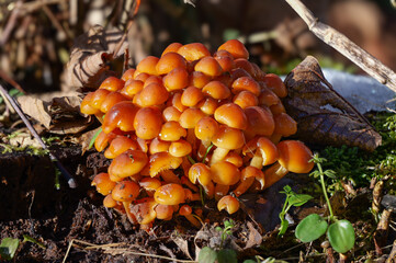 Samtfussrübling (FLAMMULINA VELUTIPES)