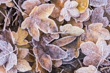 arrière plan de feuilles d'érable champêtre givrées très graphiques,  au petit matin d'hiver, png, en transparence