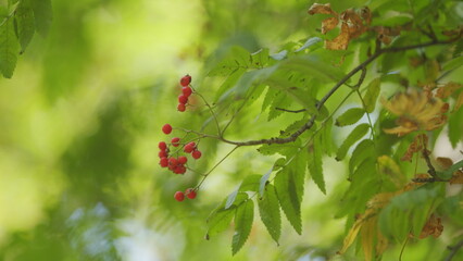 Red Berries On A Rowan Tree. Branches With Red Rowan Berries On Tree Or Sorbus Aucuparia And...