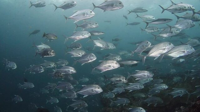 School of Giant Jack Trevally (Caranx ignobilis) swim by with reef and surface visible. Shot at Richelieu Rock, Thailand