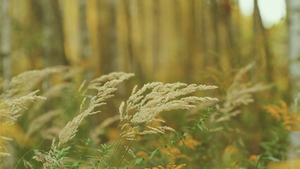 Dry Reed Growing Outdoors At Sunset. Decorative Wild Reeds. Stalks Blowing In Wind At Golden...