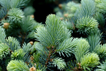 Blue pine in spring close-up