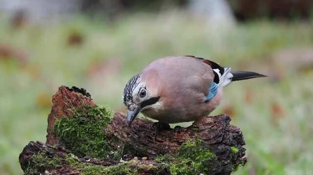 Eichelh&auml;her (Garrulus glandarius)  