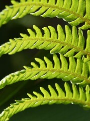 Close up of new Tree Fern leaves