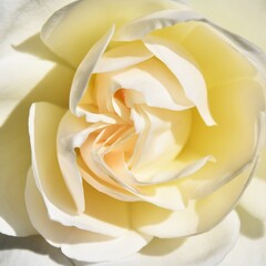 Close up of a beautiful white Rose