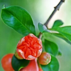 Close up of a red Pomegranate blossom